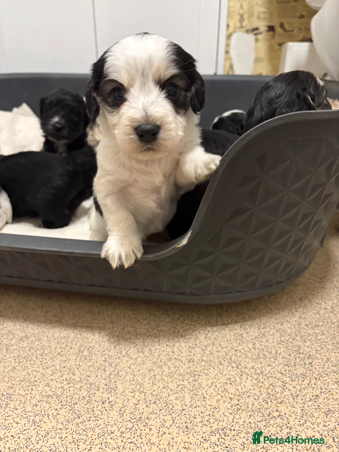 Mixed Breed dogs for sale: Cockapoo x Maltese  - Advert 2