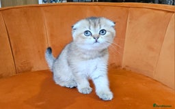 Scottish Fold cats for sale: Excellent Scottish fold kittens  - Image 25