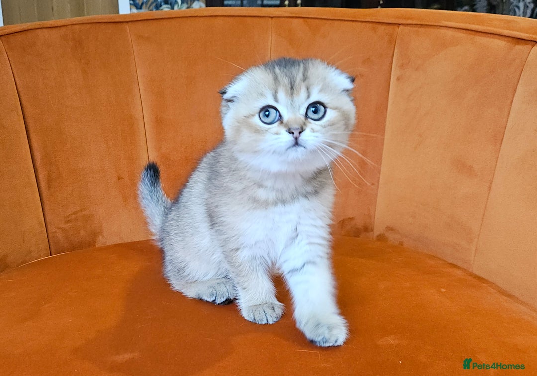 Scottish Fold cats for sale: Excellent Scottish fold kittens  - Image 25