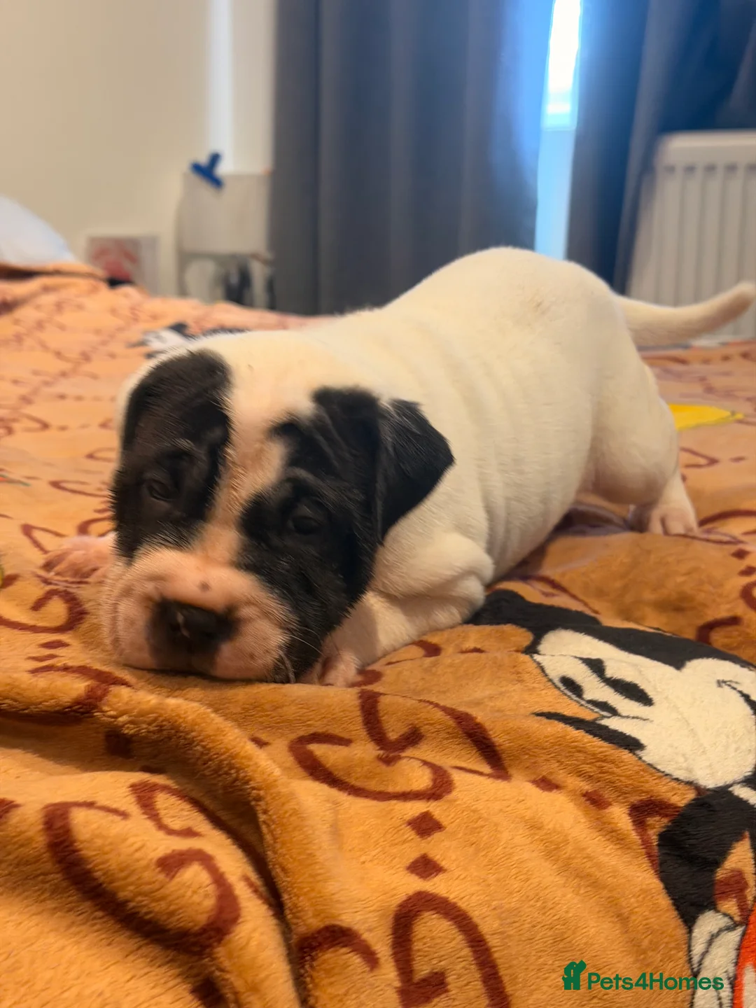 Mixed Breed dogs for sale: PUPPIES READY FOR NEW HOMES - 8 WEEKS+ OLD  - Advert 26