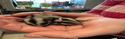 Sugar Glider rodents for sale: Baby gliders ready now  - Advert 12