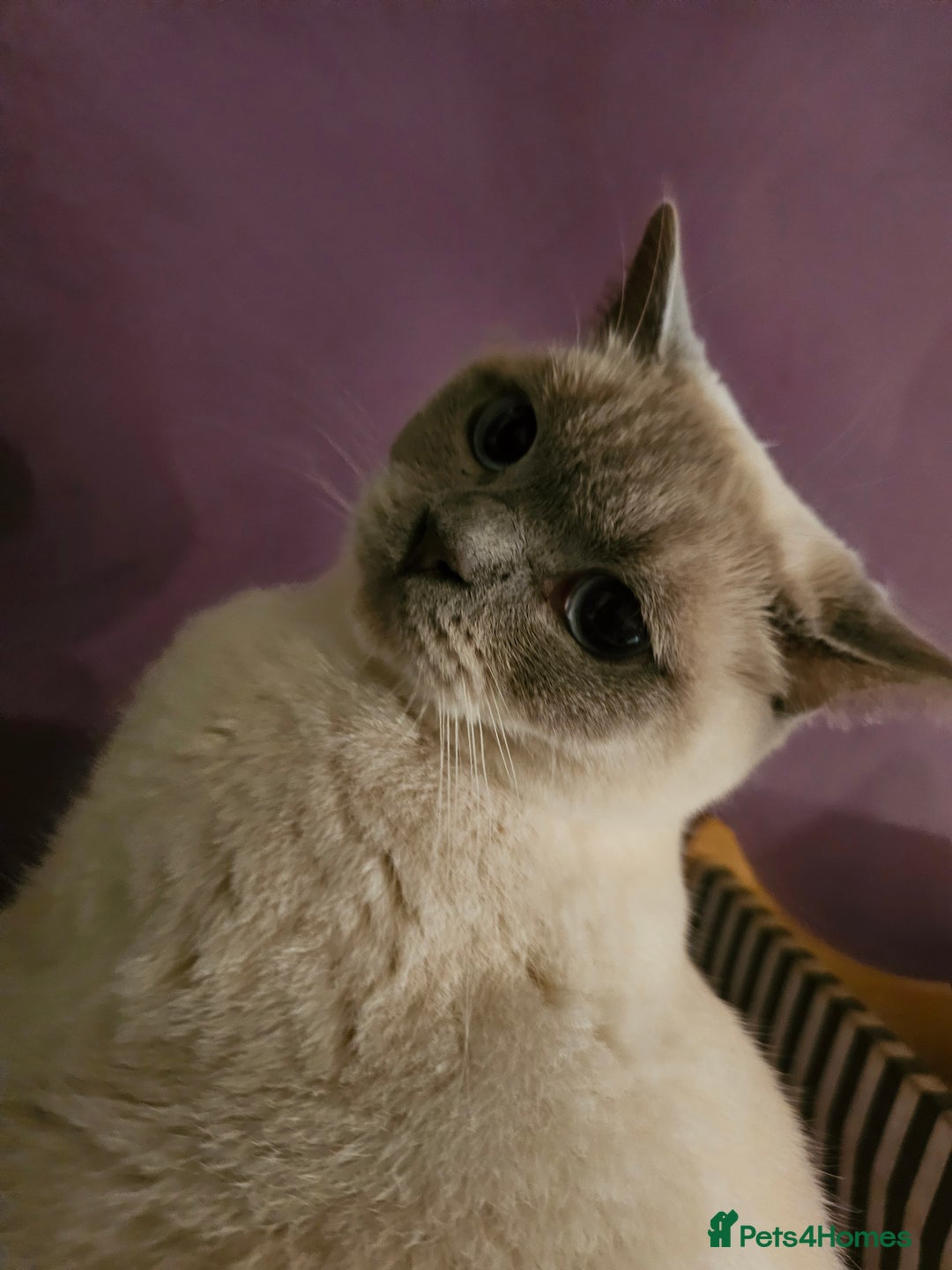 British Shorthair cats for sale: Lilac Coloupoint British Shorthair Female neutered - Advert 4