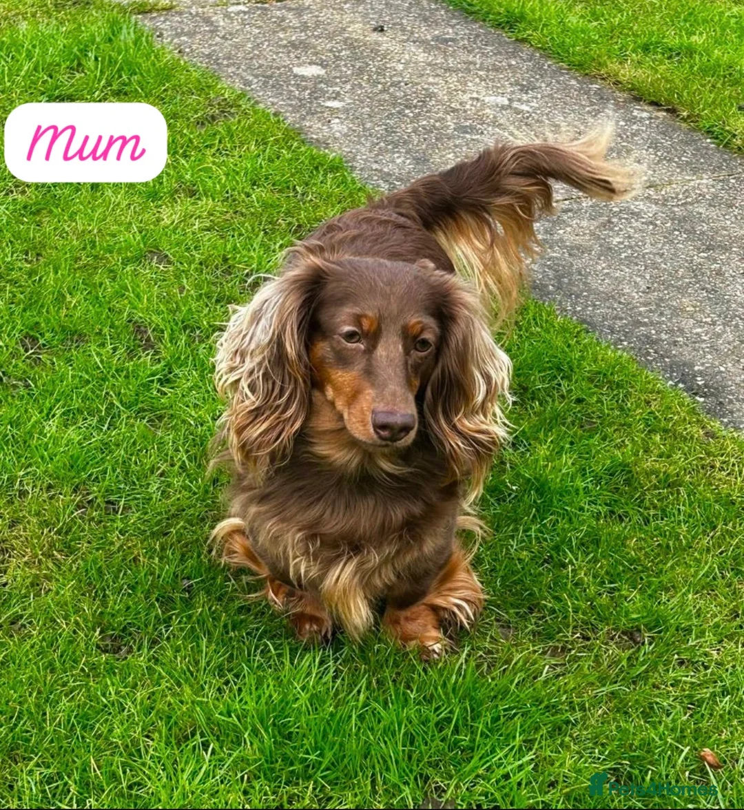 Miniature Dachshund dogs for sale: 1 female miniature long haired dachshund PRA clear - Advert 10