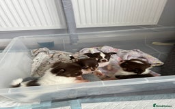 Chihuahua dogs for sale: Chocolate parti chihuahua puppys - Image 21