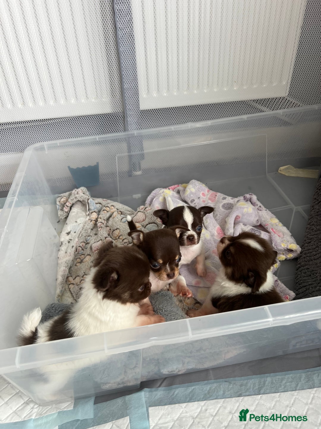 Chihuahua dogs for sale: Chocolate parti chihuahua puppys - Image 21