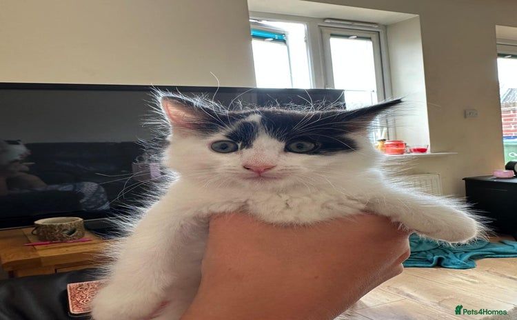 Domestic Shorthair cats - Advert 1