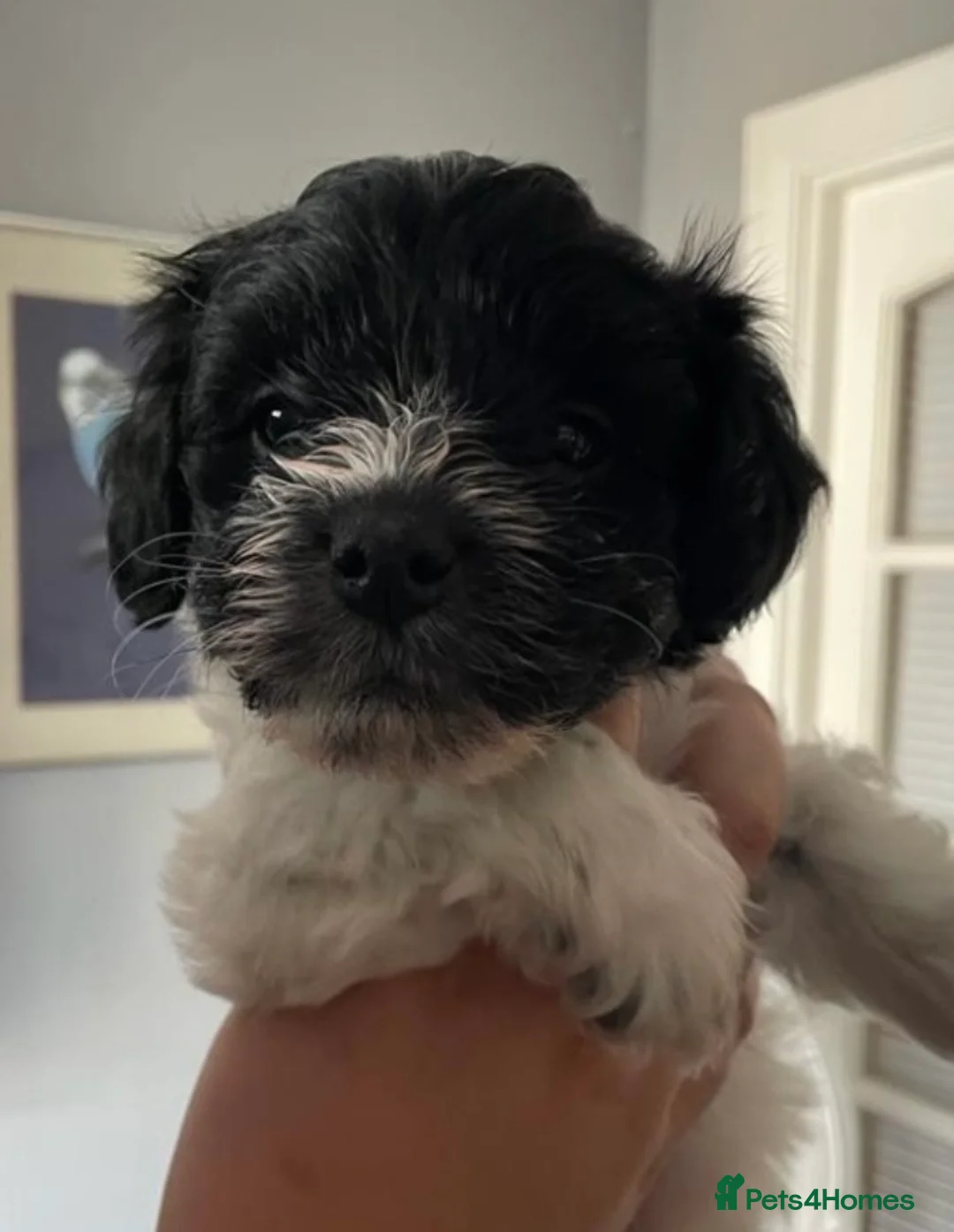 Poodle dogs for stud: Chocolate /White Miniature Schnauzer STUD BVA +MAC in Coventry - Advert 18