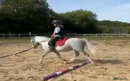 Welsh Section A horses for sale: Super pony ready for new family  - Image 14