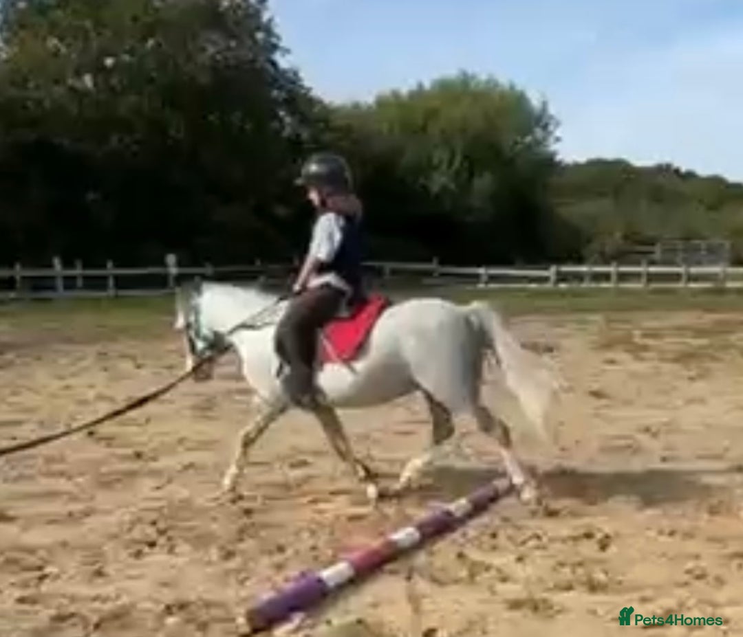 Welsh Section A horses for sale: Super pony ready for new family  - Image 14