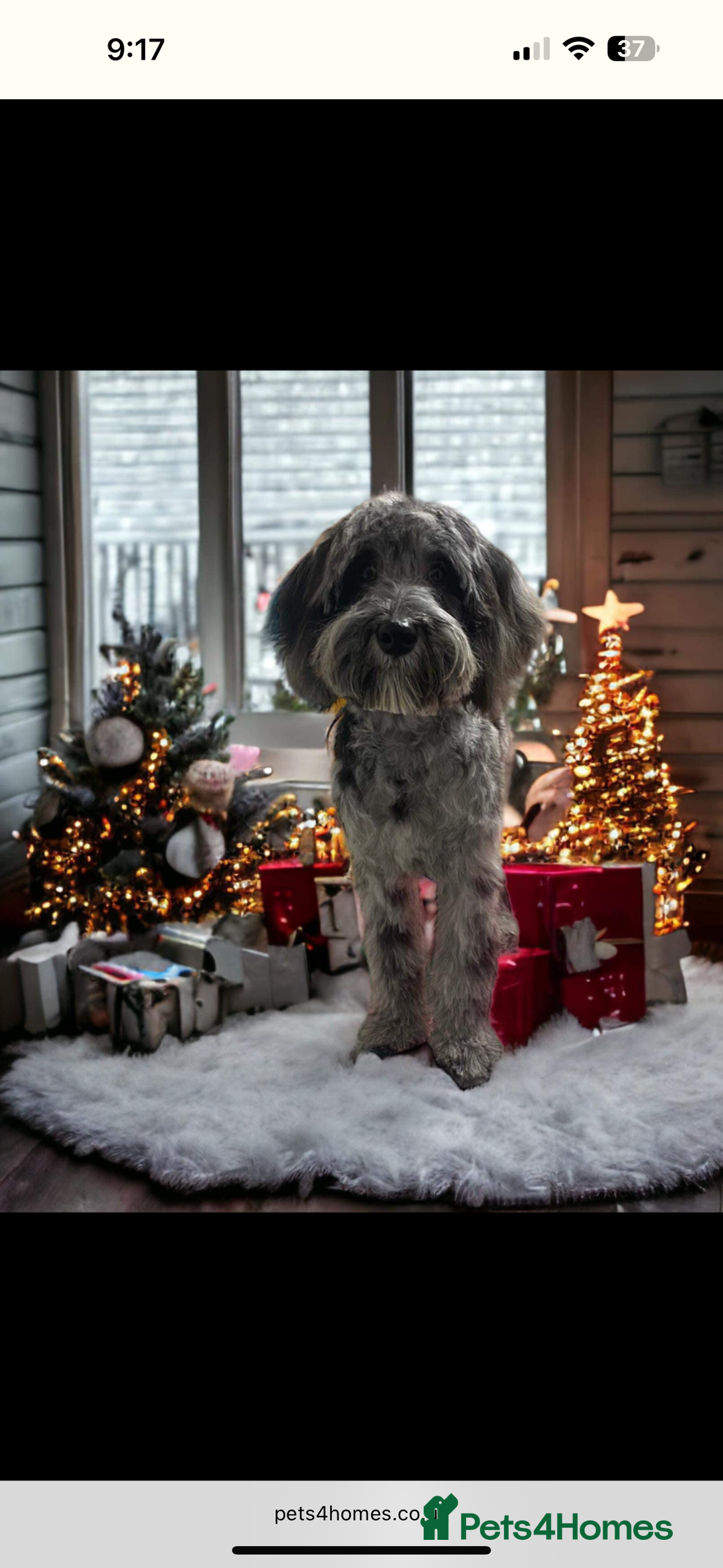 Cockapoo dogs for stud: Mr Blu  - Image 2