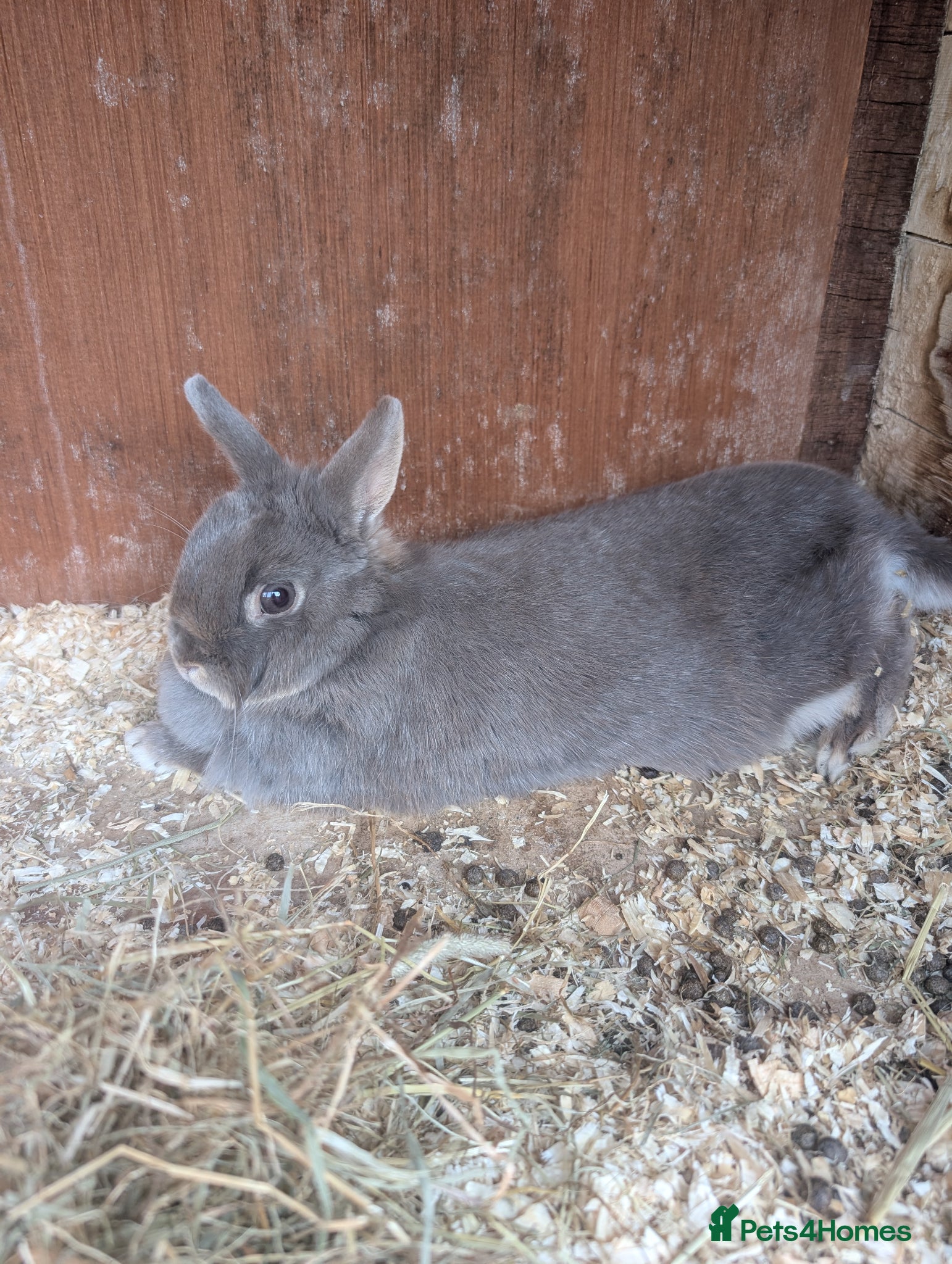 Netherland Dwarf rabbits Netherland dwarf female  - Advert 15