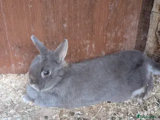 Netherland Dwarf rabbits Netherland dwarf female - Advert 15