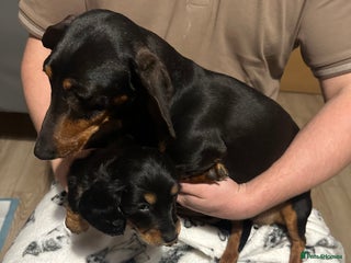 Miniature Dachshund dogs Miniature dachshund - Advert 1