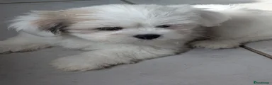 Lhasa Apso 2 boy