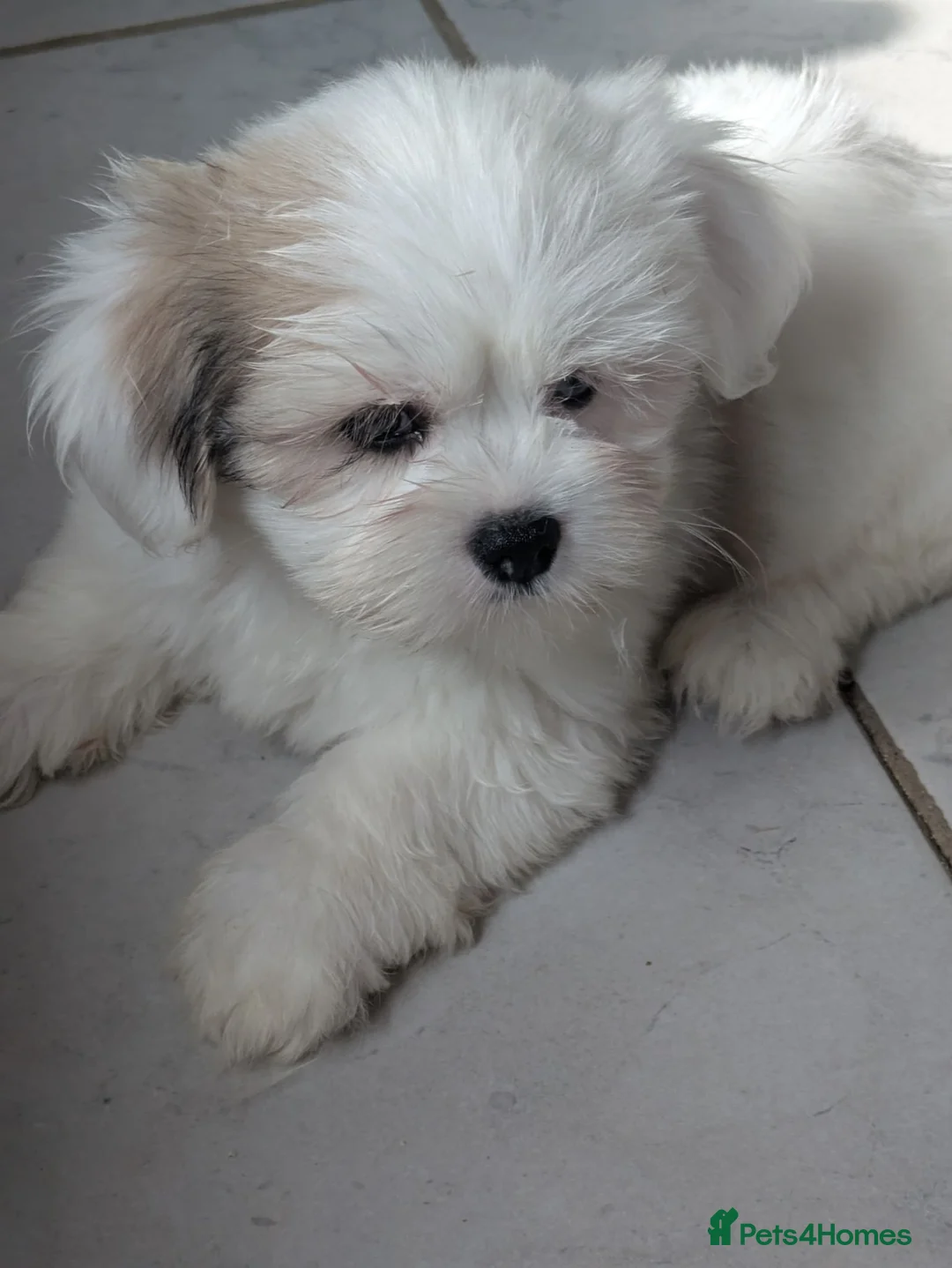 Lhasa Apso dogs for sale: Lhasa apso puppies  in Newton Aycliffe - Advert 18