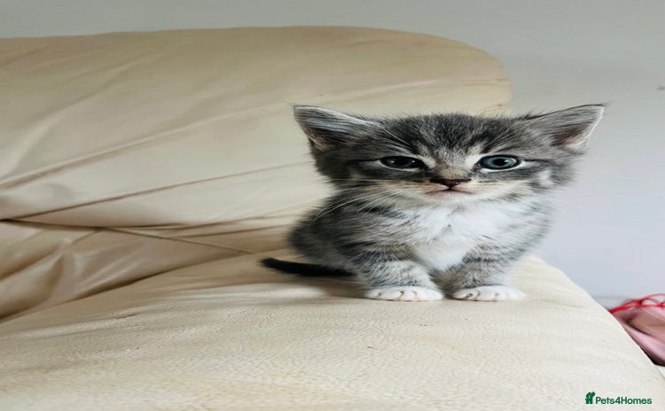 Mixed Breed cats - Advert 6