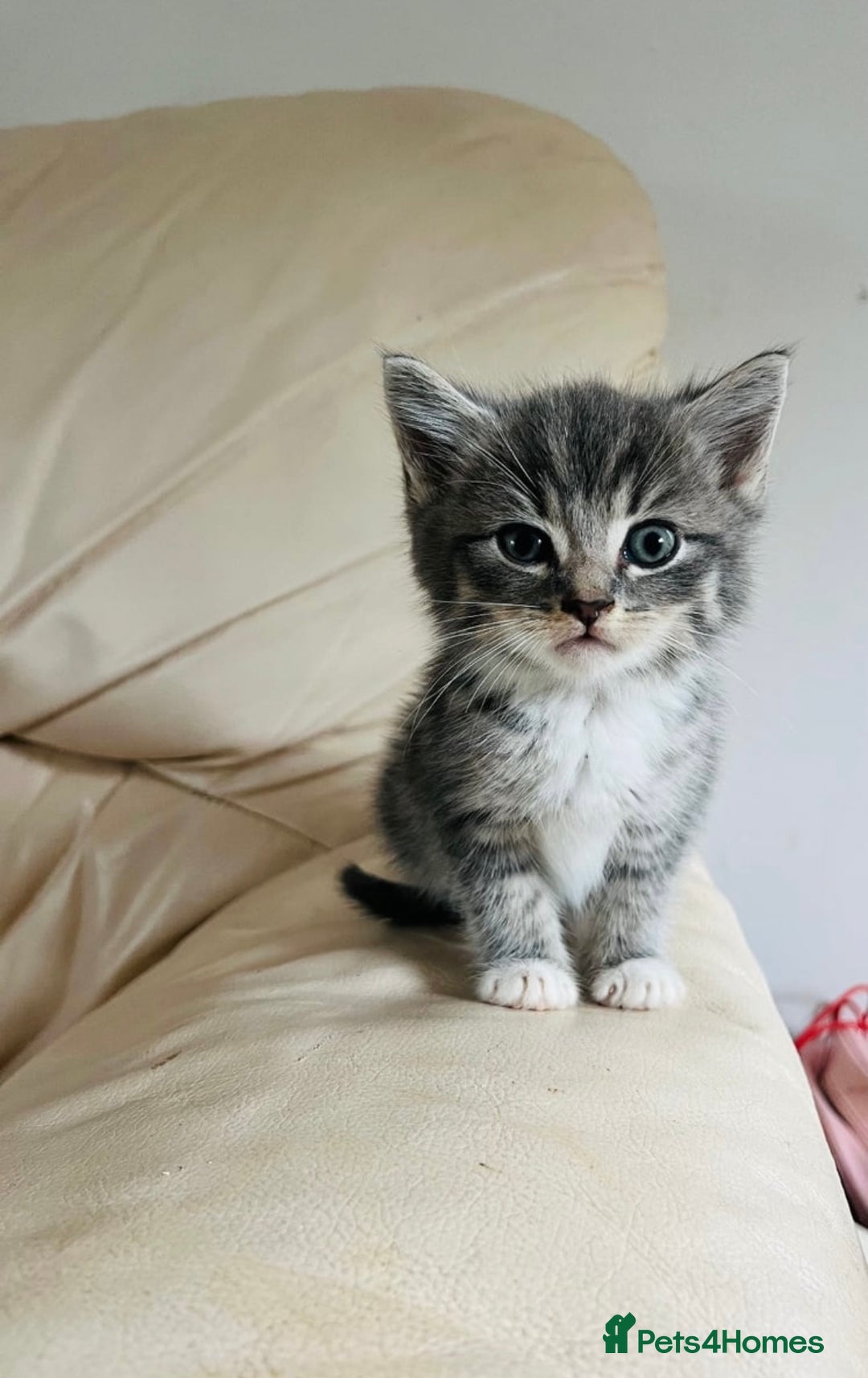 Mixed Breed cats for sale: Cute male cat  - Image 1