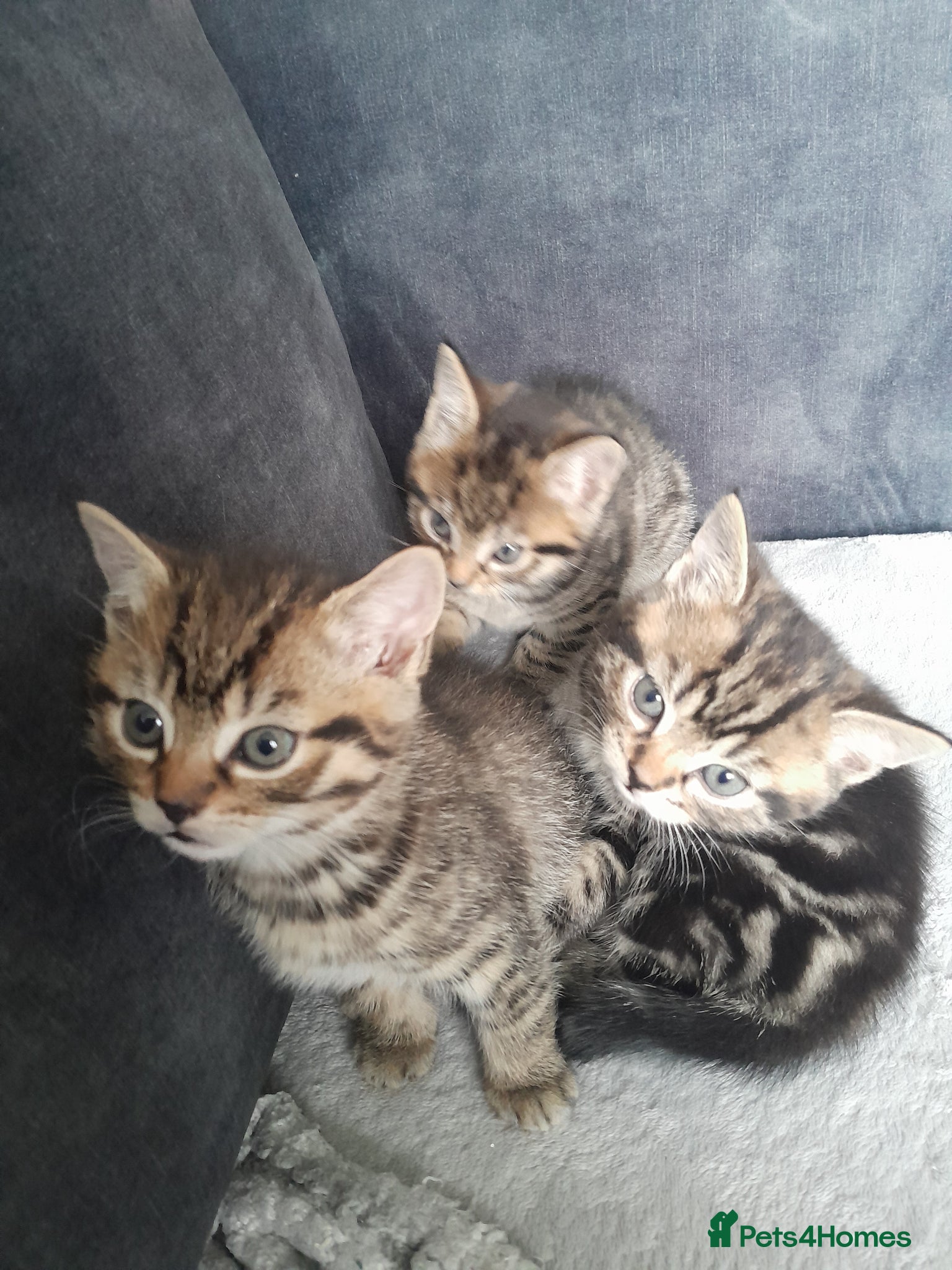 Mixed Breed cats 3 kittens looking for new homes - Advert 3