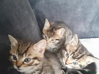 Mixed Breed cats 3 kittens looking for new homes - Advert 1