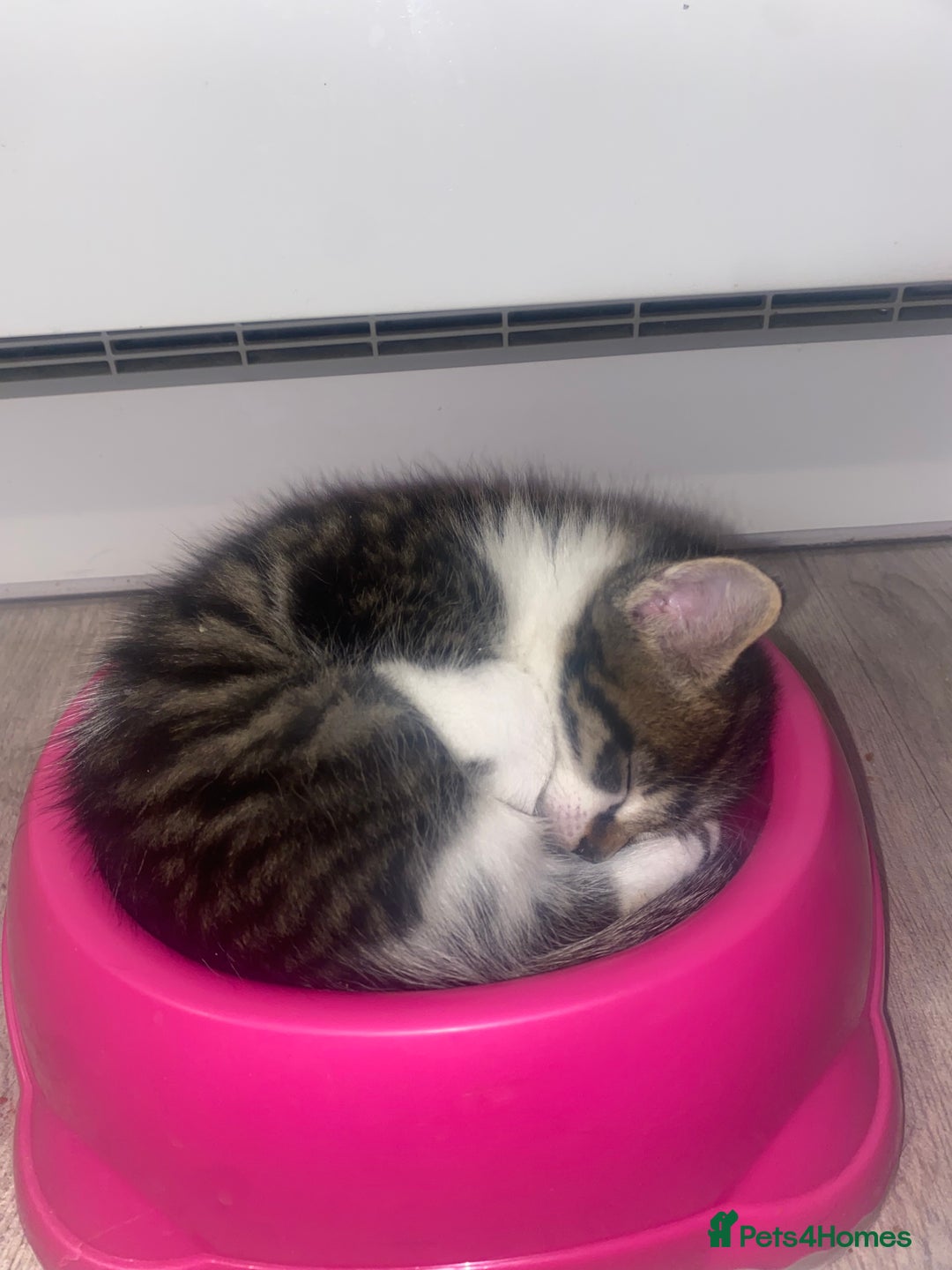 Sprocker dogs for sale: Most beautiful boy! - Advert 3