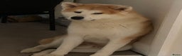 Japanese Akita Inu dogs for stud: ⭐️ KC Pedigree Japanese Akita Inu ⭐️ in Peterborough - Advert 3