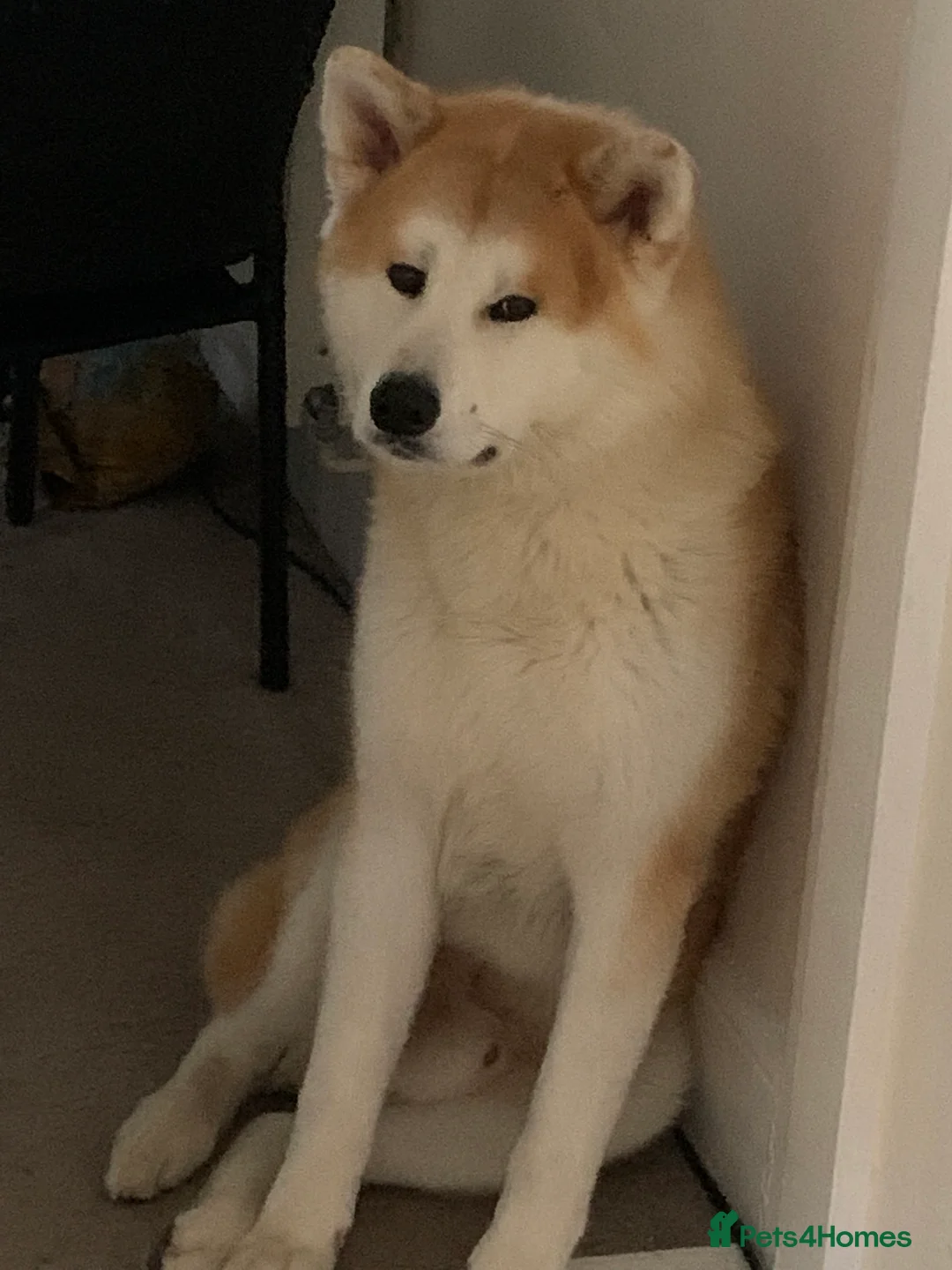 Japanese Akita Inu dogs for stud: ⭐️ KC Pedigree Japanese Akita Inu ⭐️ in Peterborough - Advert 3