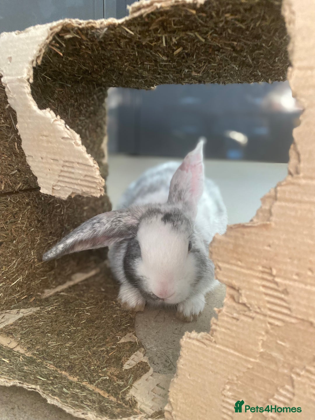 Mixed Breed rabbits for sale: Three beautiful male rabbits - Image 20