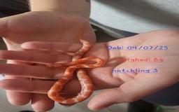 Corn Snake reptiles for sale: Beautiful corn snakes  - Image 11