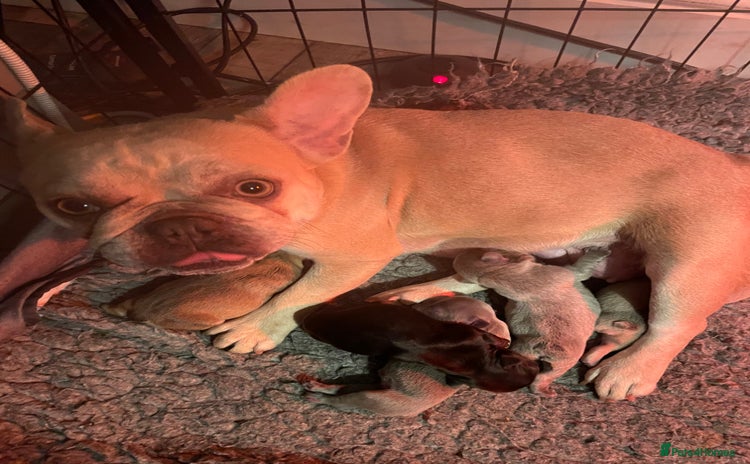 French Bulldog dogs - Advert 3