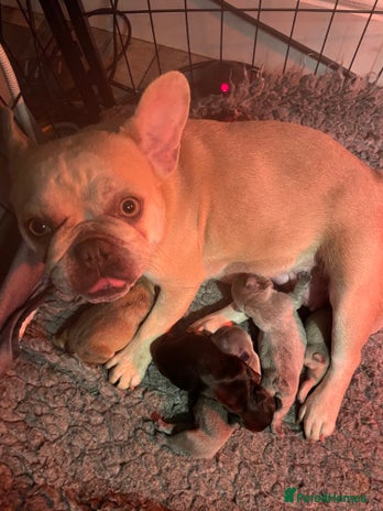 French Bulldog dogs - Advert 9