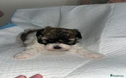 Shihpoo dogs for sale: Shihpoos  - Image 15