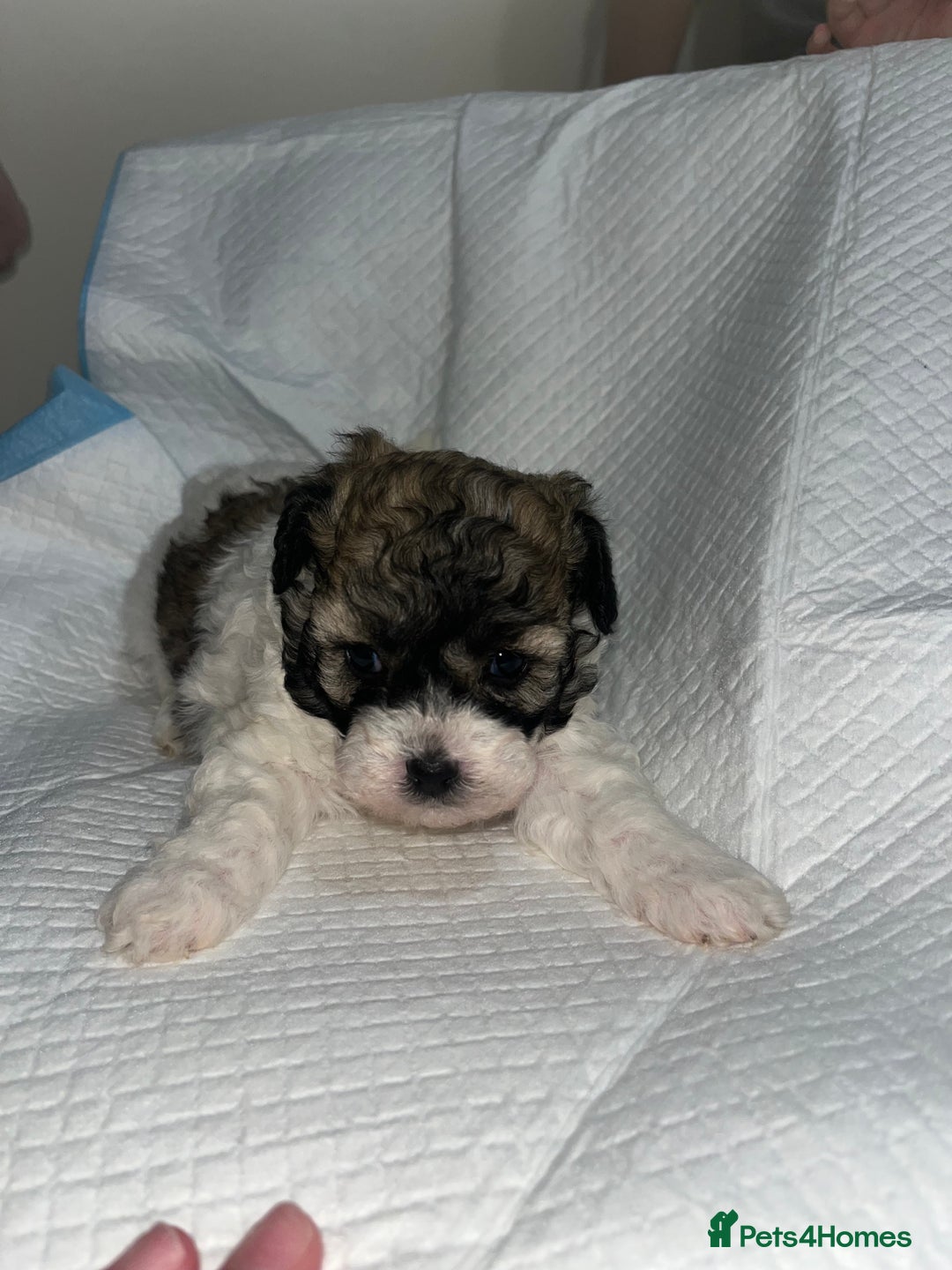 Shihpoo dogs for sale: Shihpoos  - Image 15