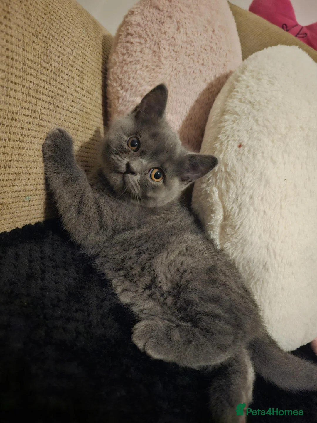 British Shorthair cats for sale: British Shorthair kitten - Advert 6