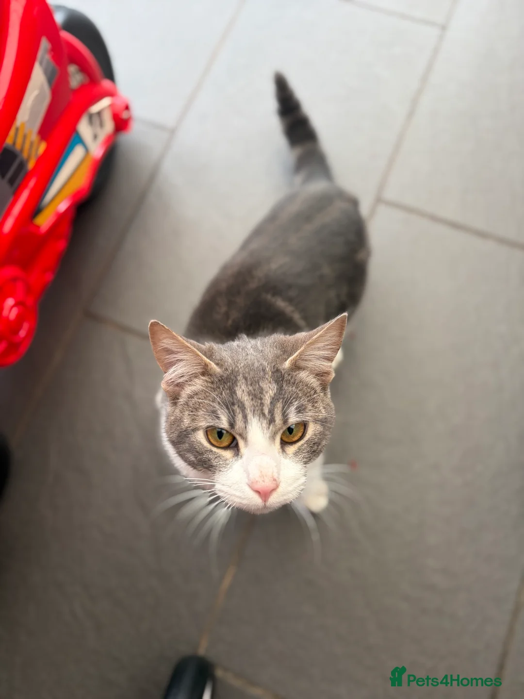 Mixed Breed cats for sale: Male kitten 6 months old - Advert 2