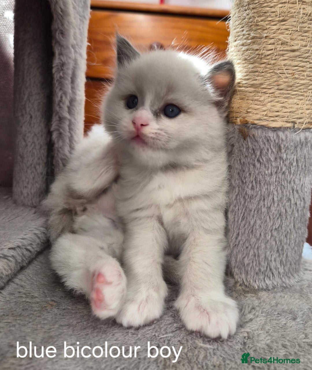 Ragdoll cats for sale: 5 GCCF Pedigree Ragdoll kittens for sale - Image 19