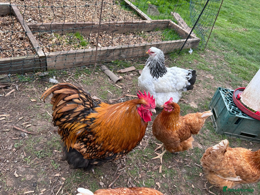 Chickens poultry for sale: Hens for sale Light Brahma and Warrens - Image 1