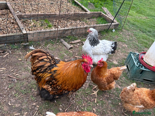 Chickens poultry - Advert 7