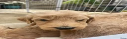 Goldendoodle dogs for sale: Goldendoodle pups  - Advert 4