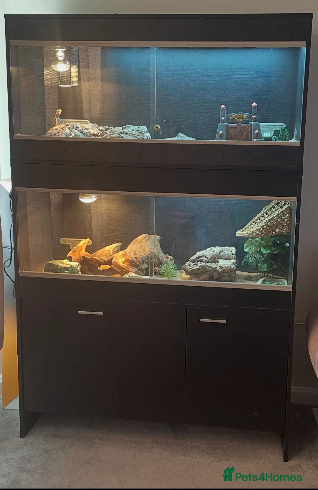 Bearded Dragon reptiles for sale: Bearded dragons red and sand in Eastbourne - Advert 1