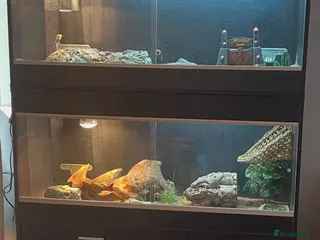 Bearded Dragon reptiles Bearded dragons red and sand - Advert 3