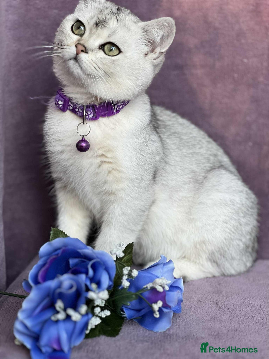 British Shorthair cats for sale: OPEN TO OFFERS TICA registered BSH kittens - Image 6