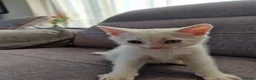 Turkish Angora cats for sale: Beautiful, Healthy-looking Turkish Angora kitten! in Slough - Advert 4