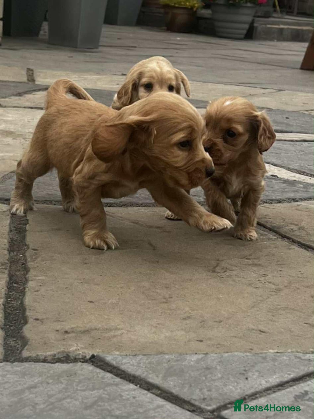 Cocker Spaniel dogs for sale: Show cockers for sale - Image 4