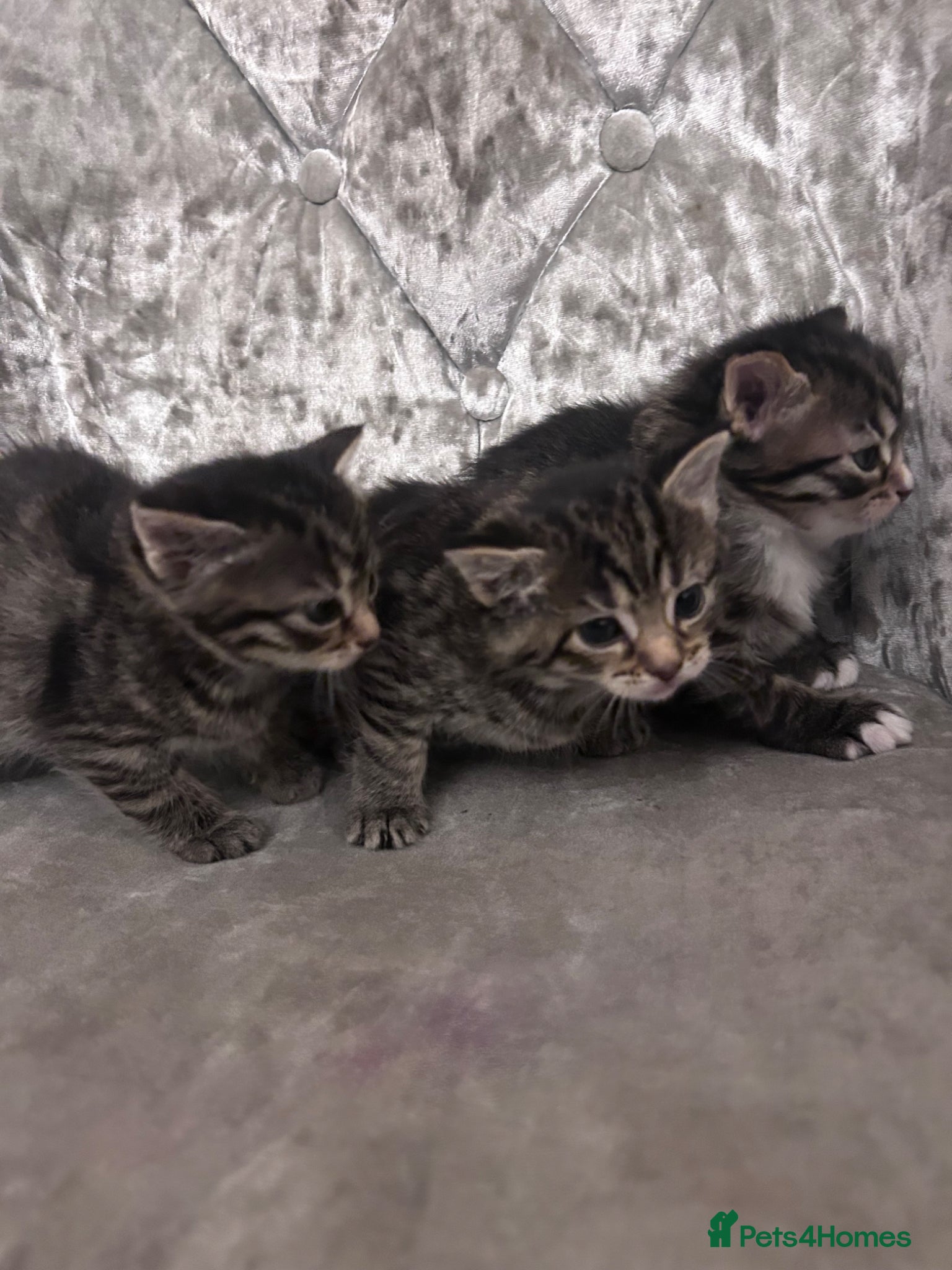 Mixed Breed cats Maine coon mixed with toddy  - Advert 1