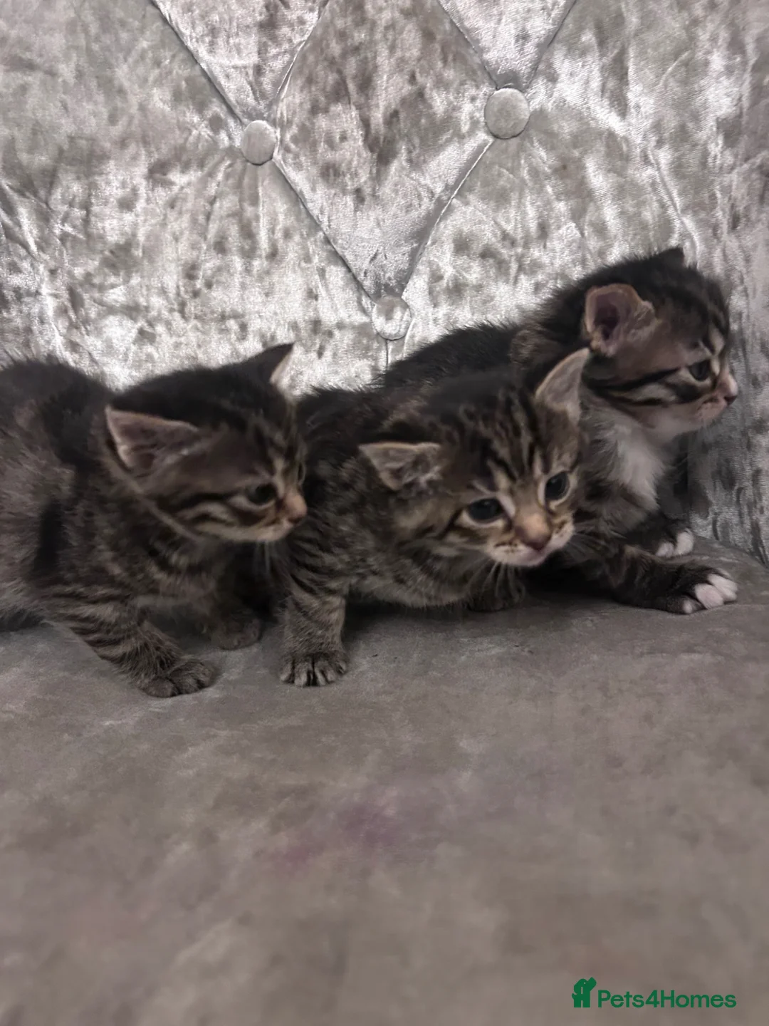 Mixed Breed cats for sale: Maine coon mixed with toddy  - Advert 1