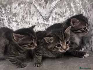 Mixed Breed cats Maine coon mixed with toddy - Advert 4