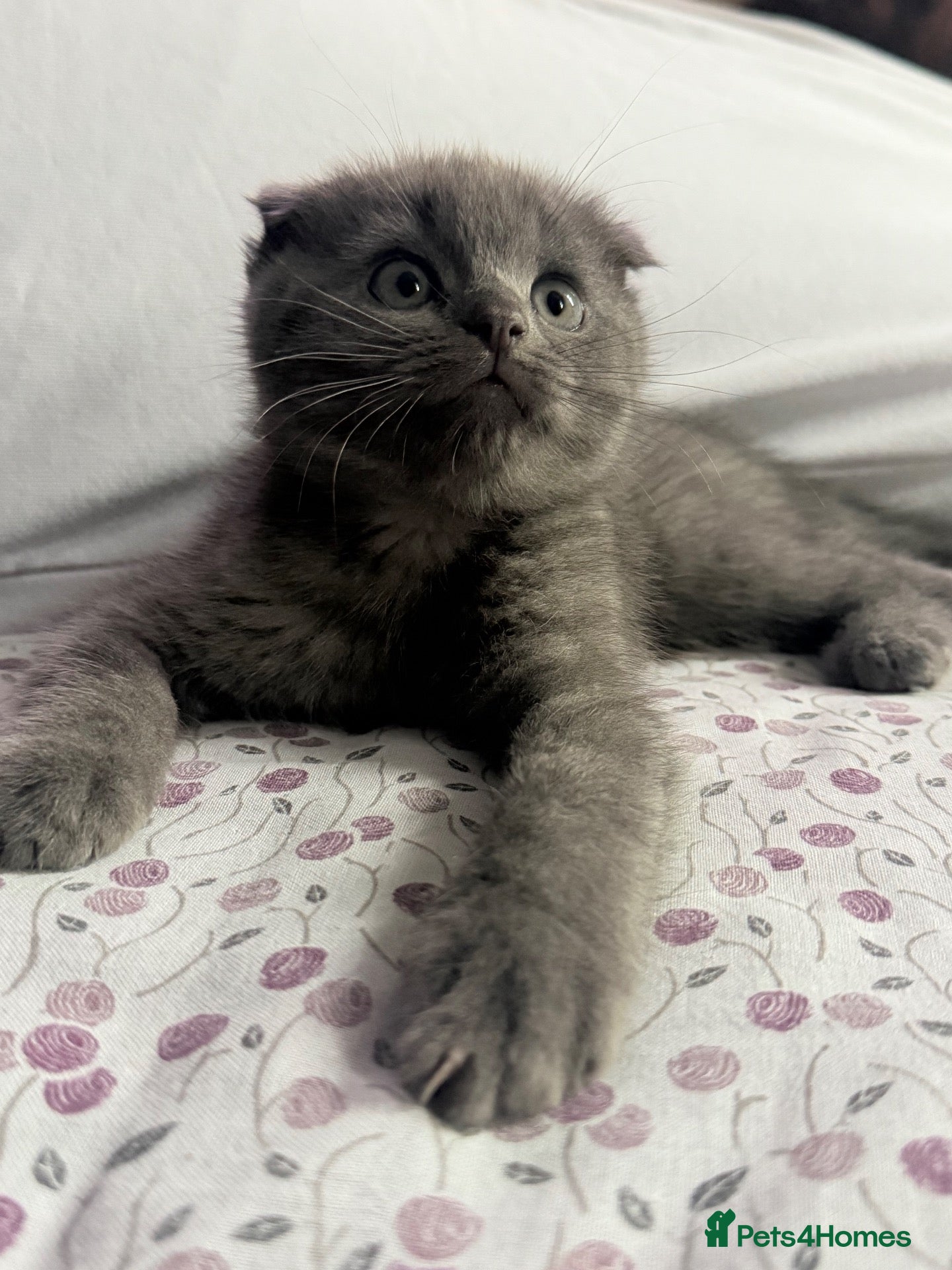 Mixed Breed cats ‼️ONLY £400 TODAY‼️Stunning Grey female  - Advert 9