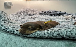 Miniature Dachshund dogs for sale: Chocolate & Tan Miniature Dachshund Puppies - Advert 6