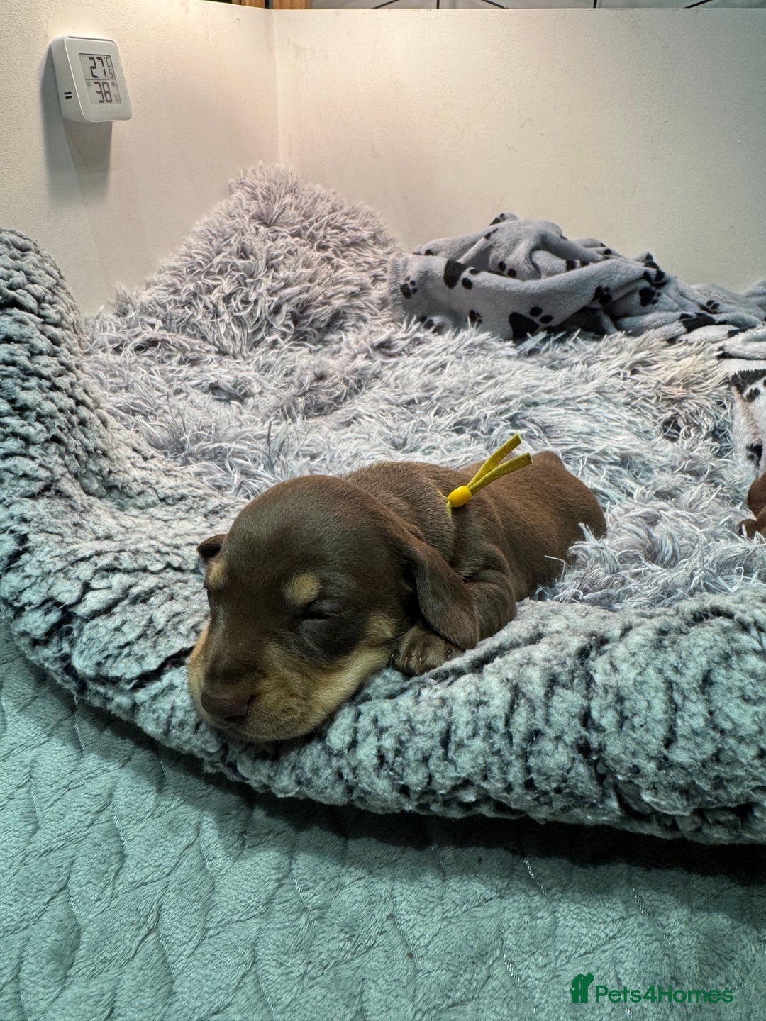 Miniature Dachshund dogs for sale: Chocolate & Tan Miniature Dachshund Puppies - Advert 6