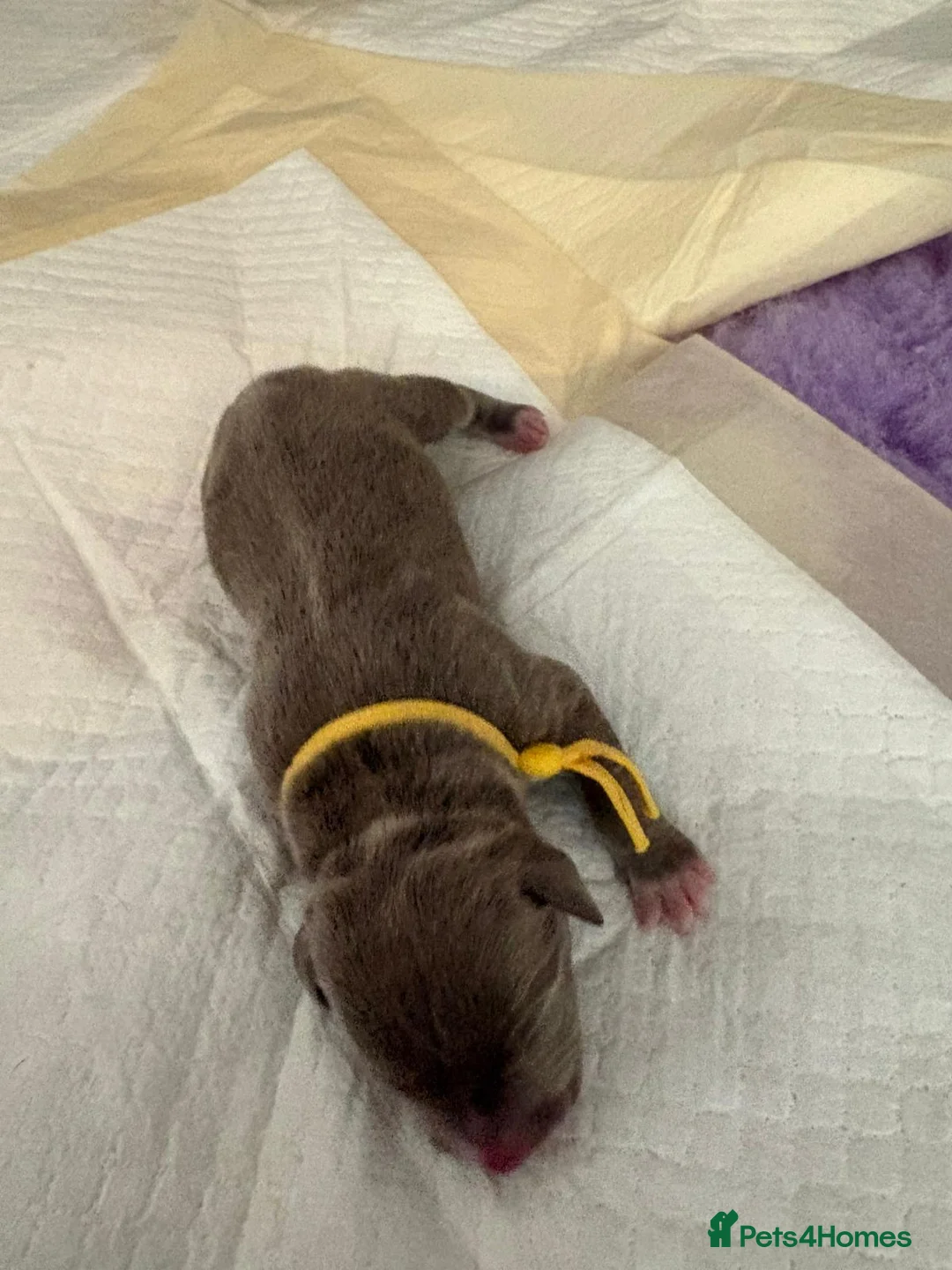 Staffordshire Bull Terrier dogs for sale: Gorgeous staff pups  in London - Advert 8